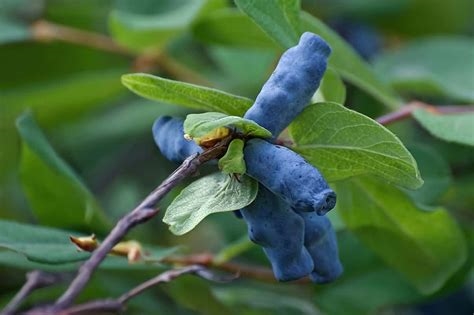 bluehoneyberry nude nude
