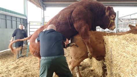 breeding bull porn nude