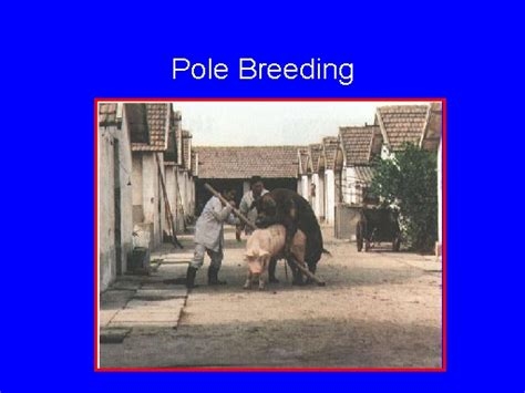 breeding pole porn nude