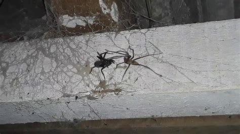 briga de aranhas nude