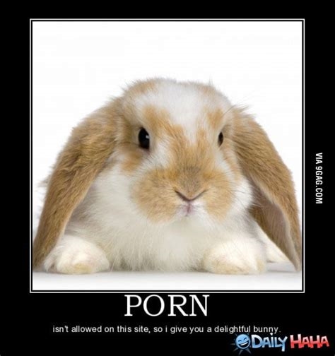 bunny rabbit porn nude
