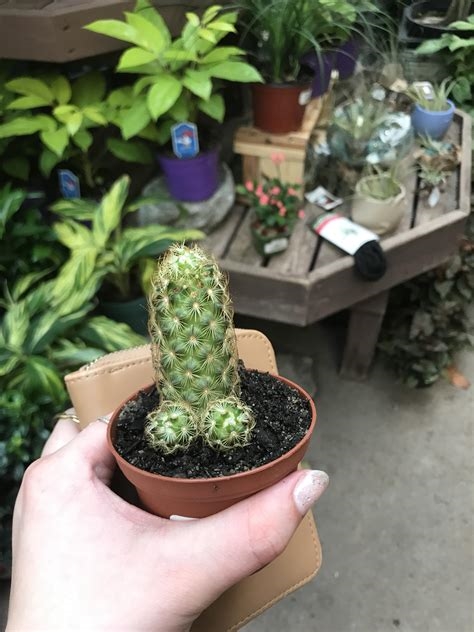 cactus porn nude