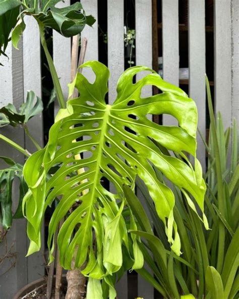 can monstera live outside nude
