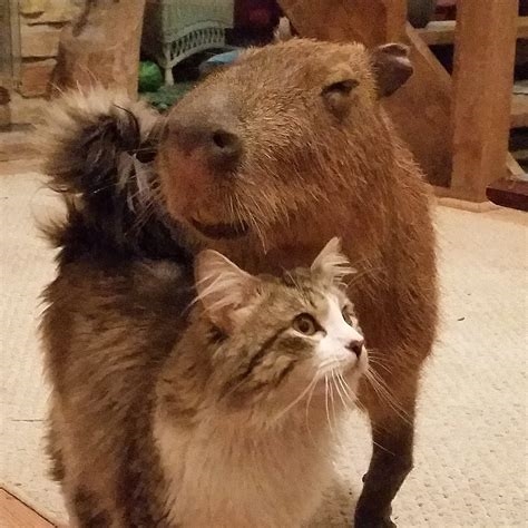 capybara reddit nude