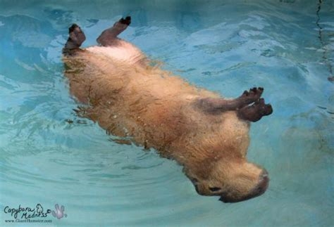 capybara sexy nude
