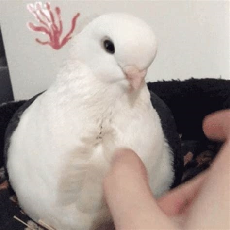 carrier pigeon gif nude