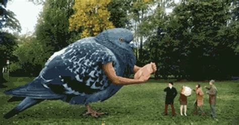 carrier pigeon gif nude