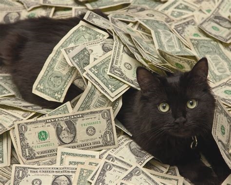 cat_cash_ nude