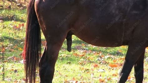 cavalo pelada nude