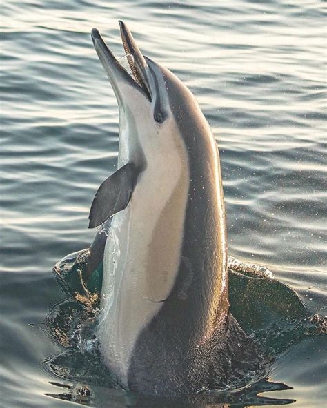cetacea nuda nude