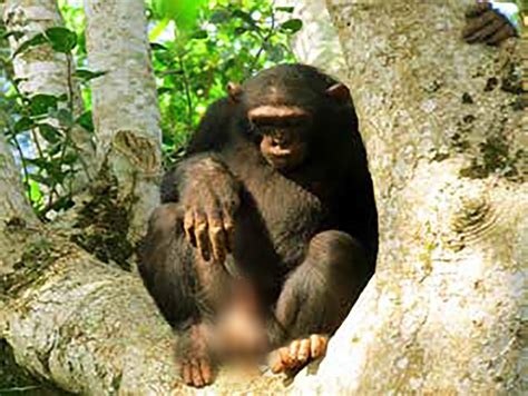chimpanzee porn nude