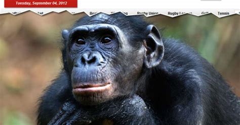 chimpanzee porn nude