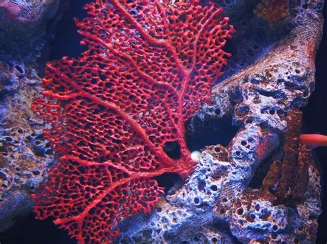 coralannreef nude