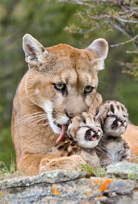 cougar and cub porn nude