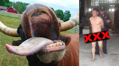 cow and man xxx nude