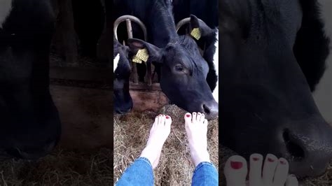 cow lick feet nude