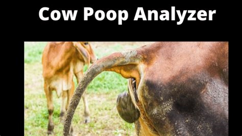 cow poop porn nude