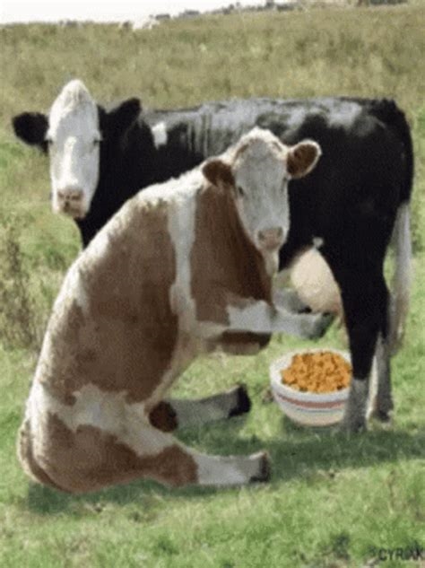 cow tipping gif nude