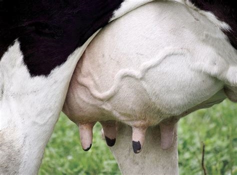 cow tittys nude
