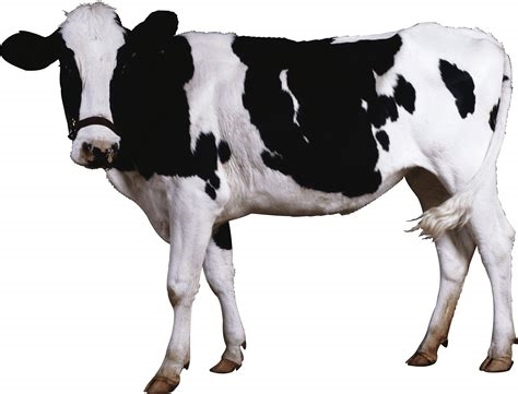 cow transparent nude