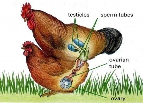 cum inside chicken nude
