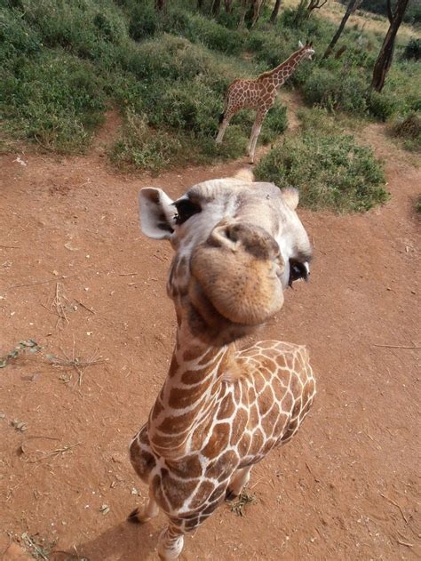 cute giraffe only fans nude