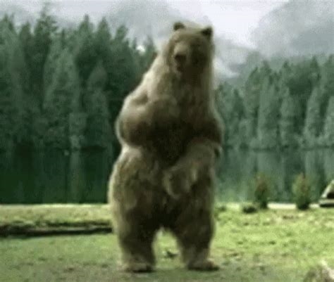 dancing bear porn gif nude