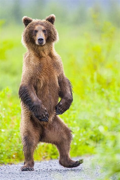 dancing bear potn nude