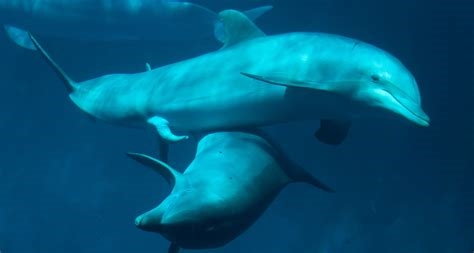 delfin in english nude