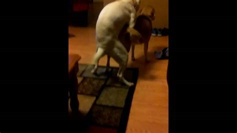 dog humping porn nude