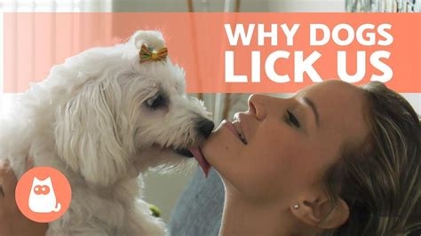 dog licking pussy nude