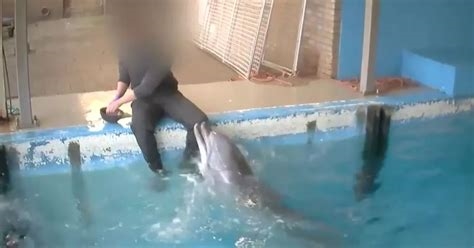 dolphin porn video nude