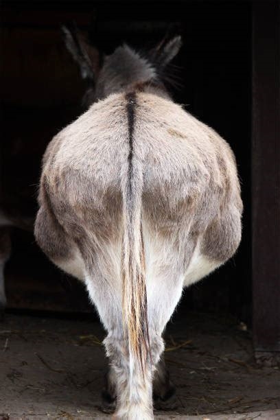 donkey ass pictures nude