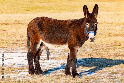 donkey penis size nude