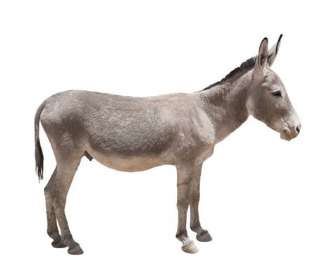 donkey side view nude