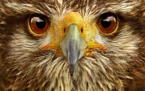 eagle eye gif nude