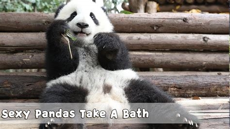 exotic panda nude