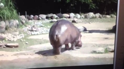farting hippopotamus nude