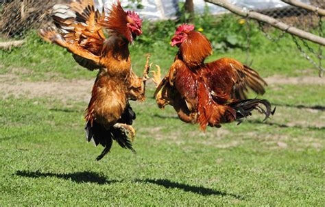 fighting cock pictures nude