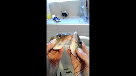 fish porn nude