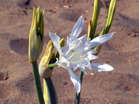 flor israel nude