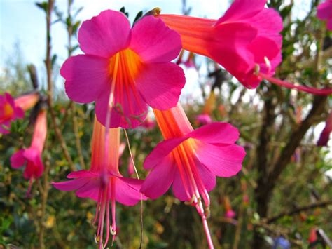 flores bolivia nude