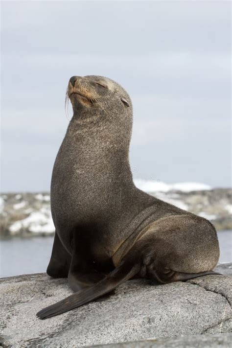 foca sentada nude