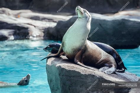 foca sentada nude