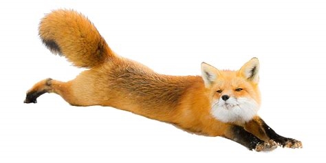 fox tail transparent nude