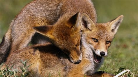 foxes.com porn nude