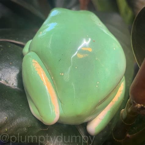 frog butt nude