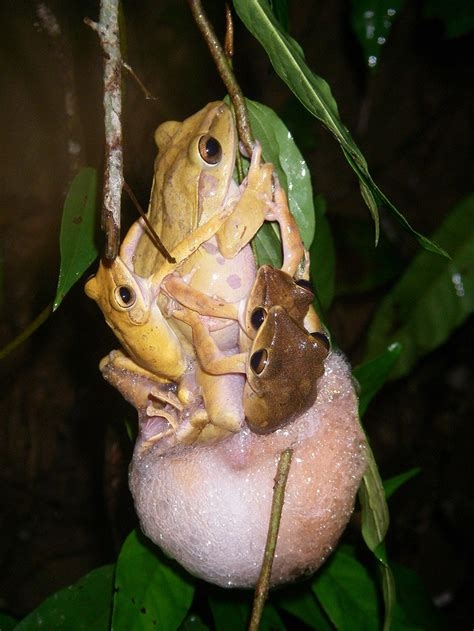frog tits nude