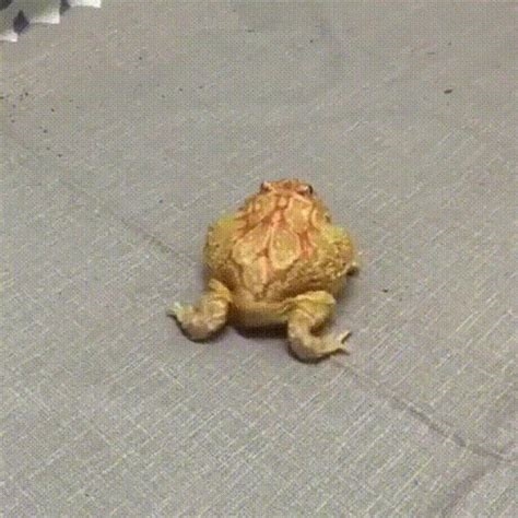 froggy butt nude