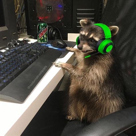 gaming raccoon nude